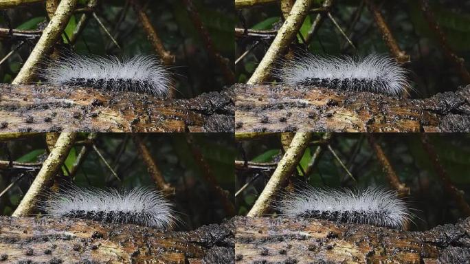 热带雨林树枝上的毛毛虫。
