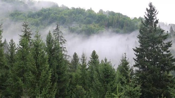 针叶林中的薄雾