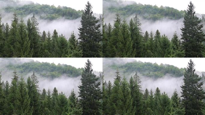 针叶林中的薄雾