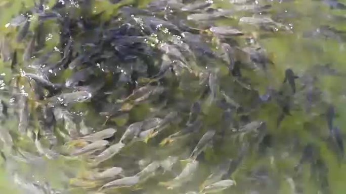 许多幼鱼在水面附近绕圈游泳