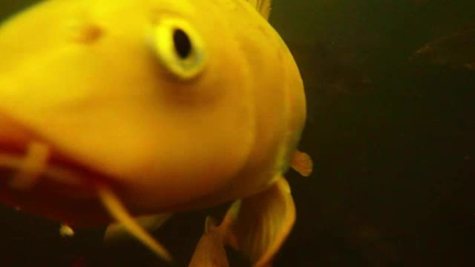 一套彩色鱼嘴在水中移动漂浮物特写水下拍摄