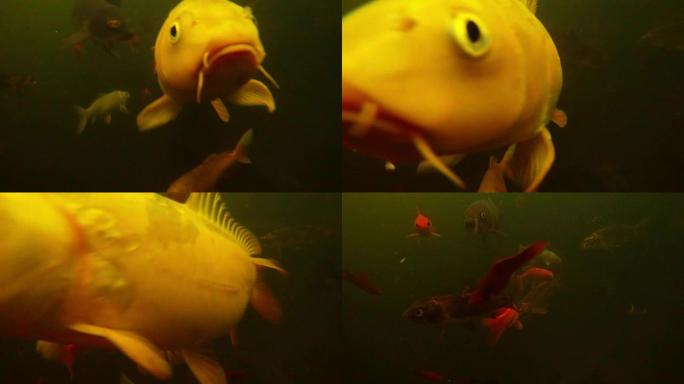 一套彩色鱼嘴在水中移动漂浮物特写水下拍摄