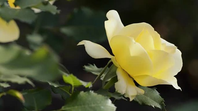 单黄玫瑰在风中摇摆，特写