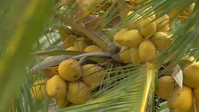 椰树上的一束黄绿色椰子与巨大的叶子