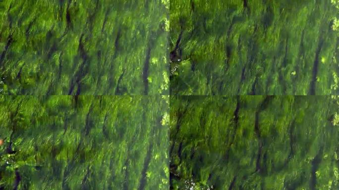 水生植物河流，诺曼底，实时4K