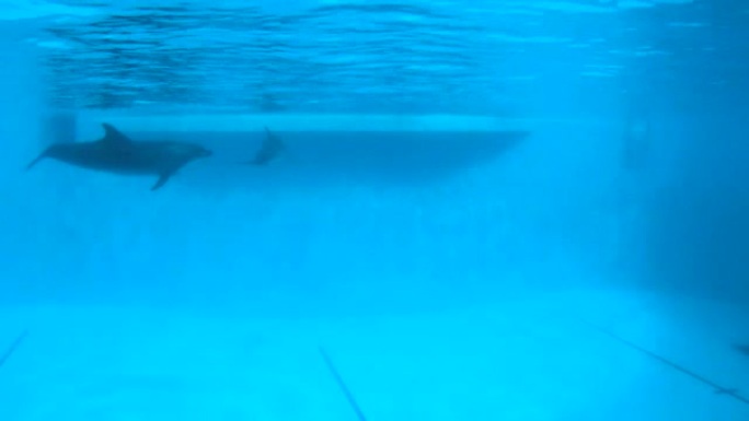 水下射击。海豚在游泳池里慢慢游泳