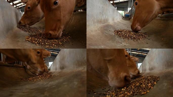 棕色牛，红牛在谷仓里吃牛饲料，韩国