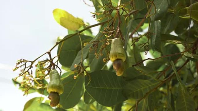 坚果树腰果种植坚果。菲律宾巴拉望布桑加