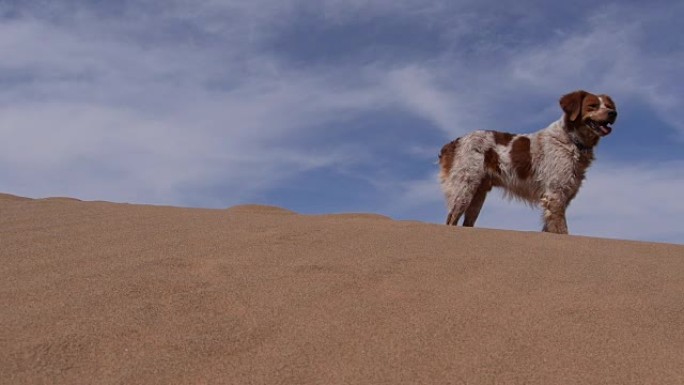 纯种狗在撒哈拉沙漠中疑惑