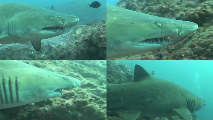 危险的公牛鲨 (Carcharhinus leucas) 水下视频