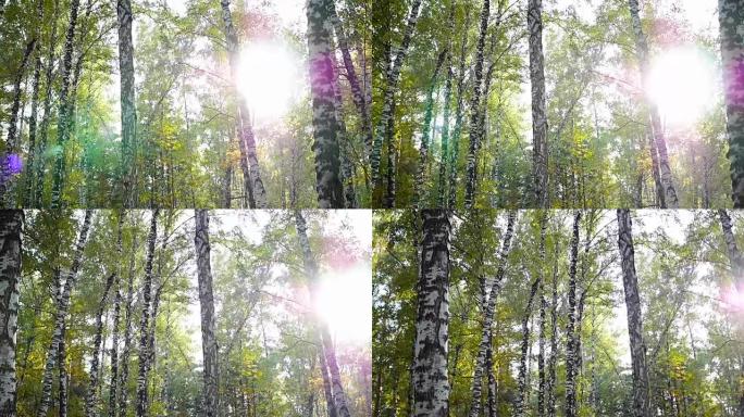 阳光下的桦木森林