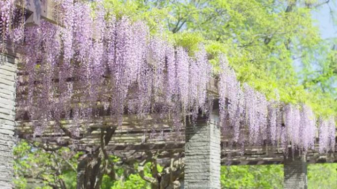 在格子中悬挂日本紫藤花