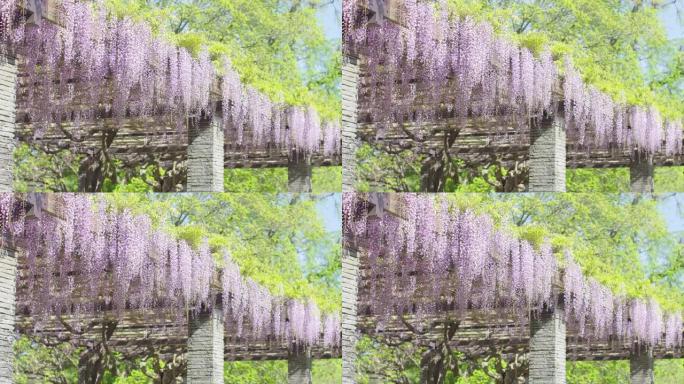 在格子中悬挂日本紫藤花