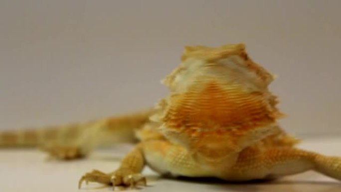 大胡子龙 (Pogona Vitticeps) 环顾四周