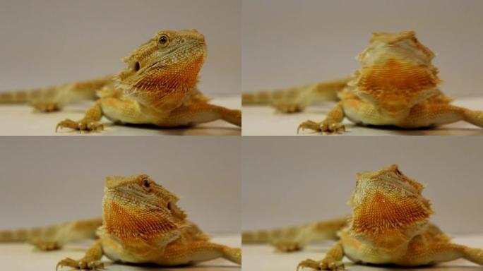 大胡子龙 (Pogona Vitticeps) 环顾四周