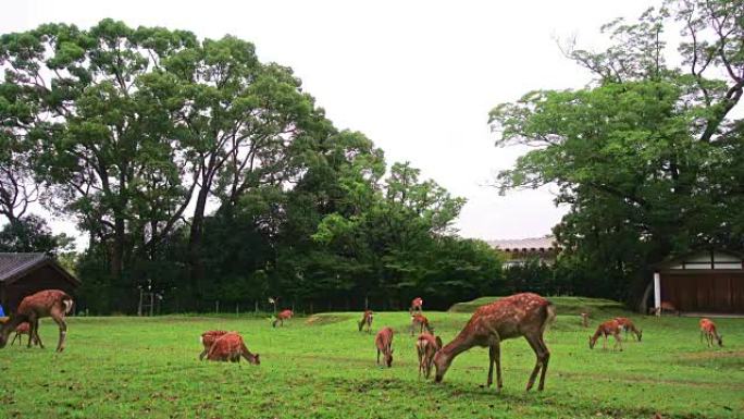 奈良鹿在日本奈良公园免费漫游，用于adv或其他用途