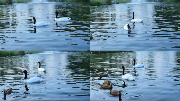 池塘里亲切的黑颈天鹅和红润的雪鸭