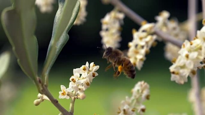 蜂花飞dop慢动作
