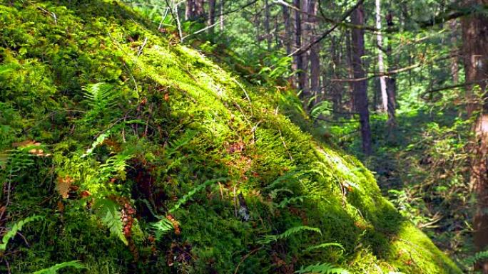 自然界中的软苔藓和蕨类植物，宏观封闭雨林