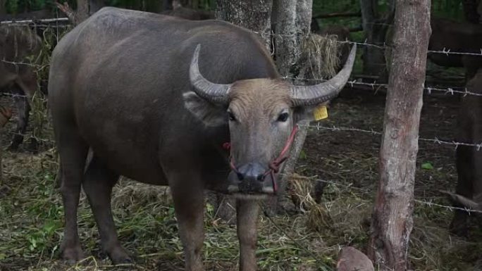 泰国水牛在有机农场放牧