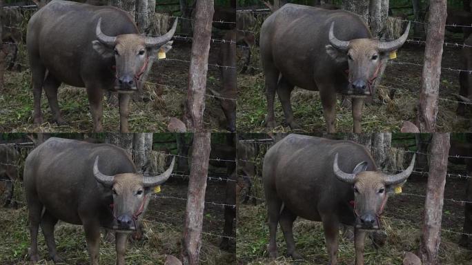 泰国水牛在有机农场放牧