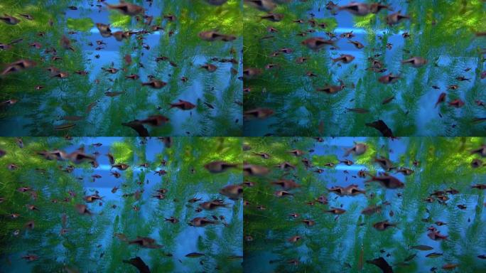 许多鱼在蓝色和绿色背景下漂浮在水下。全高清视频
