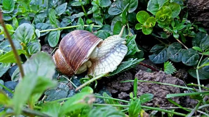 蜗牛在花园里吃树叶