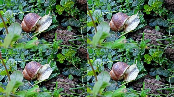 蜗牛在花园里吃树叶