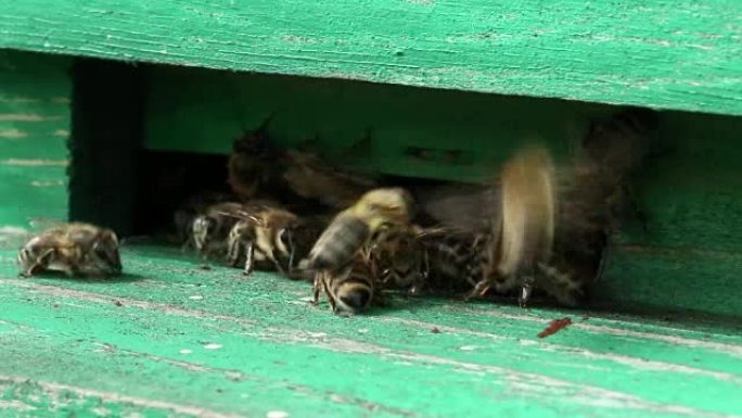 蜂箱里不安稳的蜜蜂