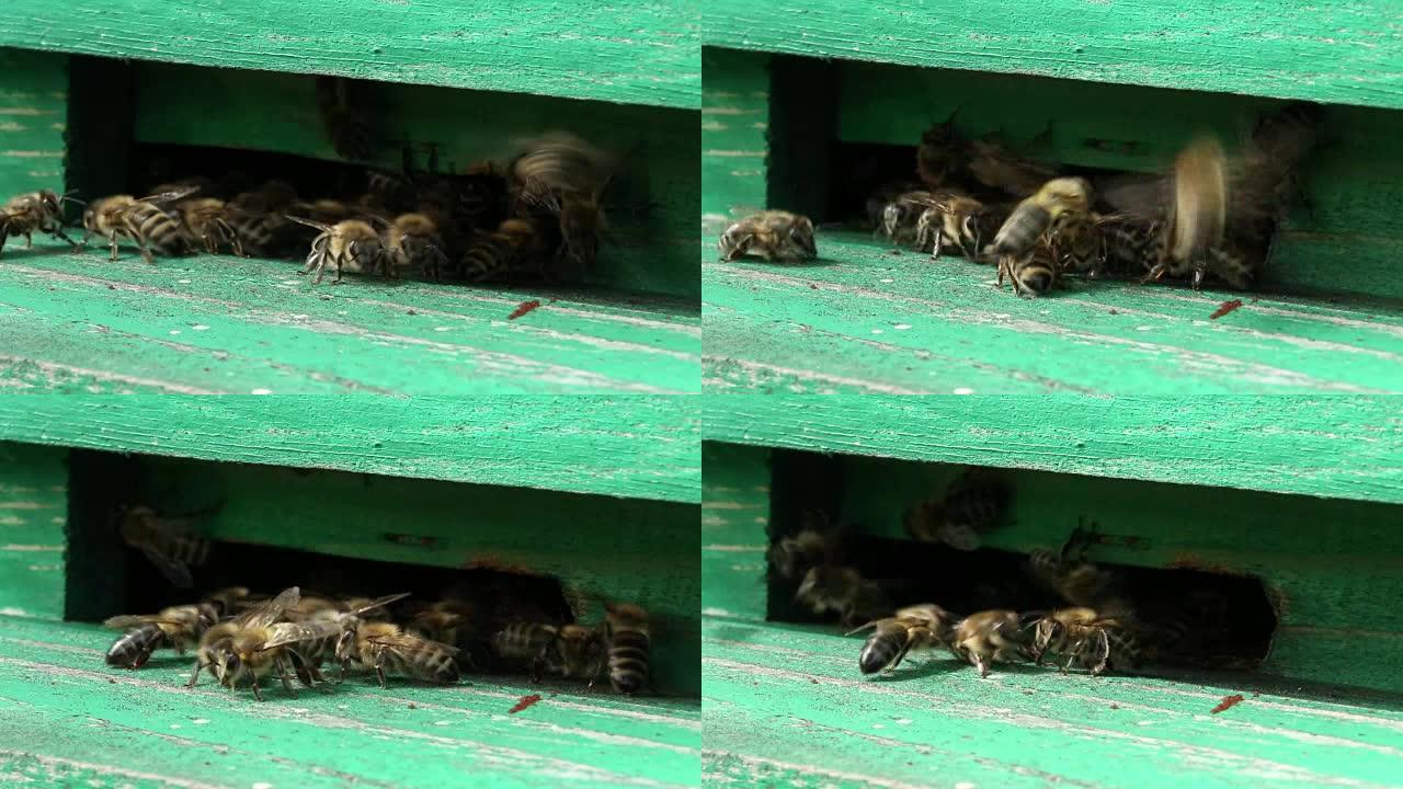 蜂箱里不安稳的蜜蜂
