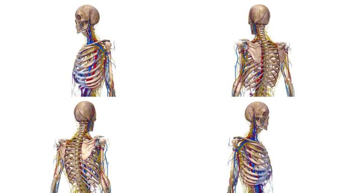 半骨骼有动脉、神经和静脉