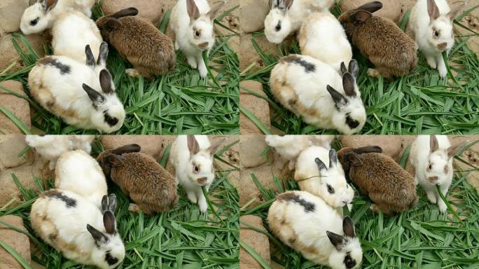白兔吃草