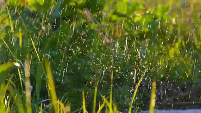 美丽的背景:水滴落在新鲜的绿色草地上