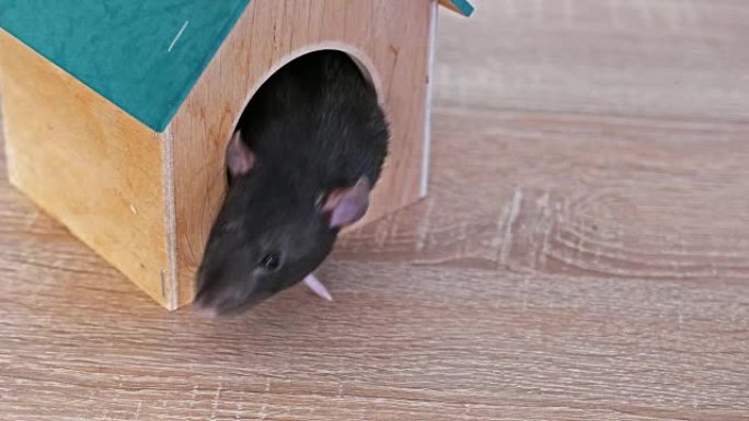 木屋里的家养灰鼠