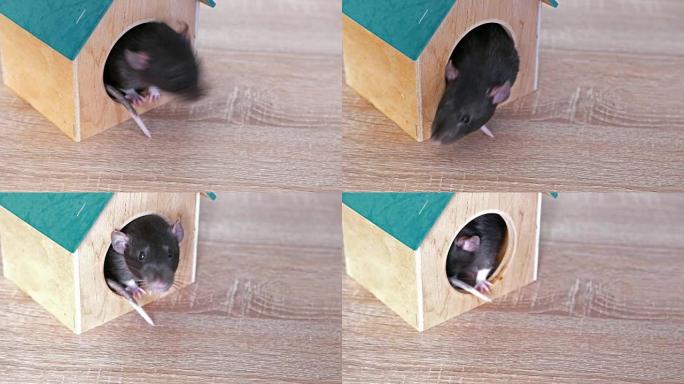 木屋里的家养灰鼠