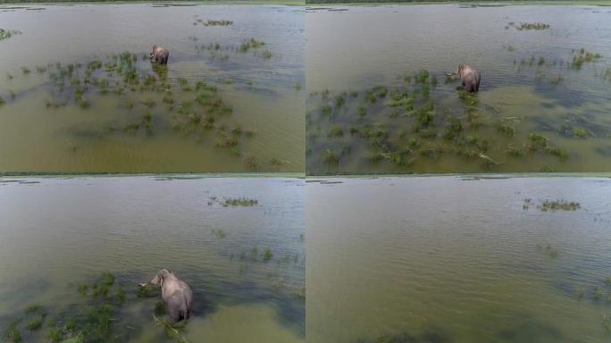 野象在湖中觅食