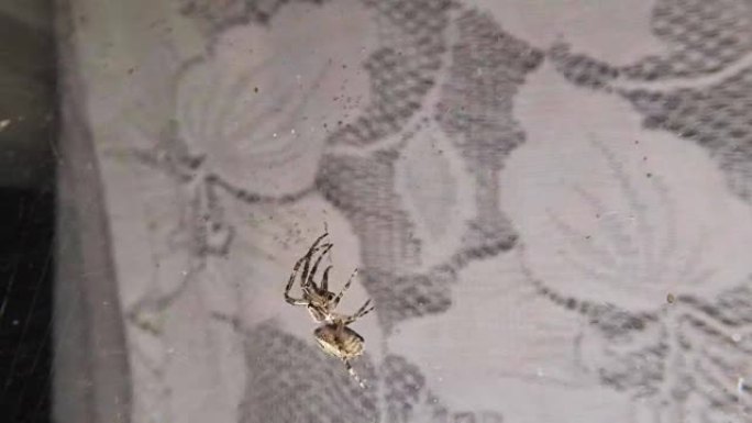 蜘蛛爬到网中的小蚊子spoimanomu上，抓住它决定吃掉它。在旧白色窗帘的背景下