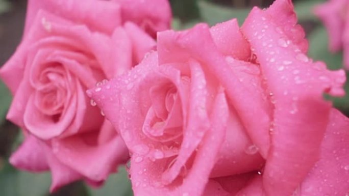 雨中两朵美丽的粉红玫瑰的超慢动作特写