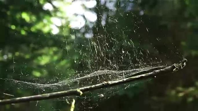 树上的蜘蛛网