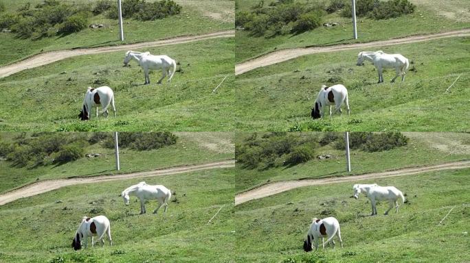 两匹白马在牧场吃草