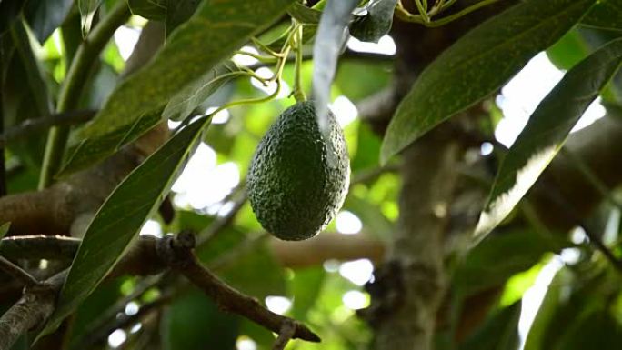 鳄梨果实挂在种植园的树枝上