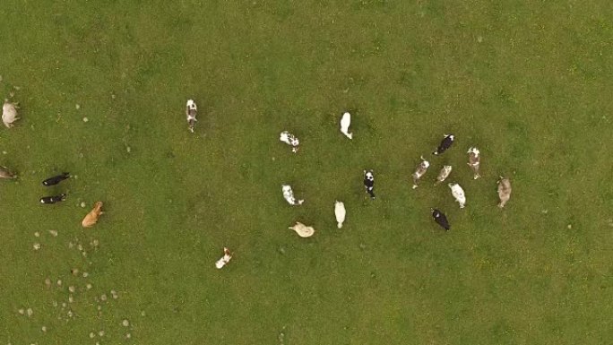 春季绿色牧场上奶牛的鸟瞰图-德国