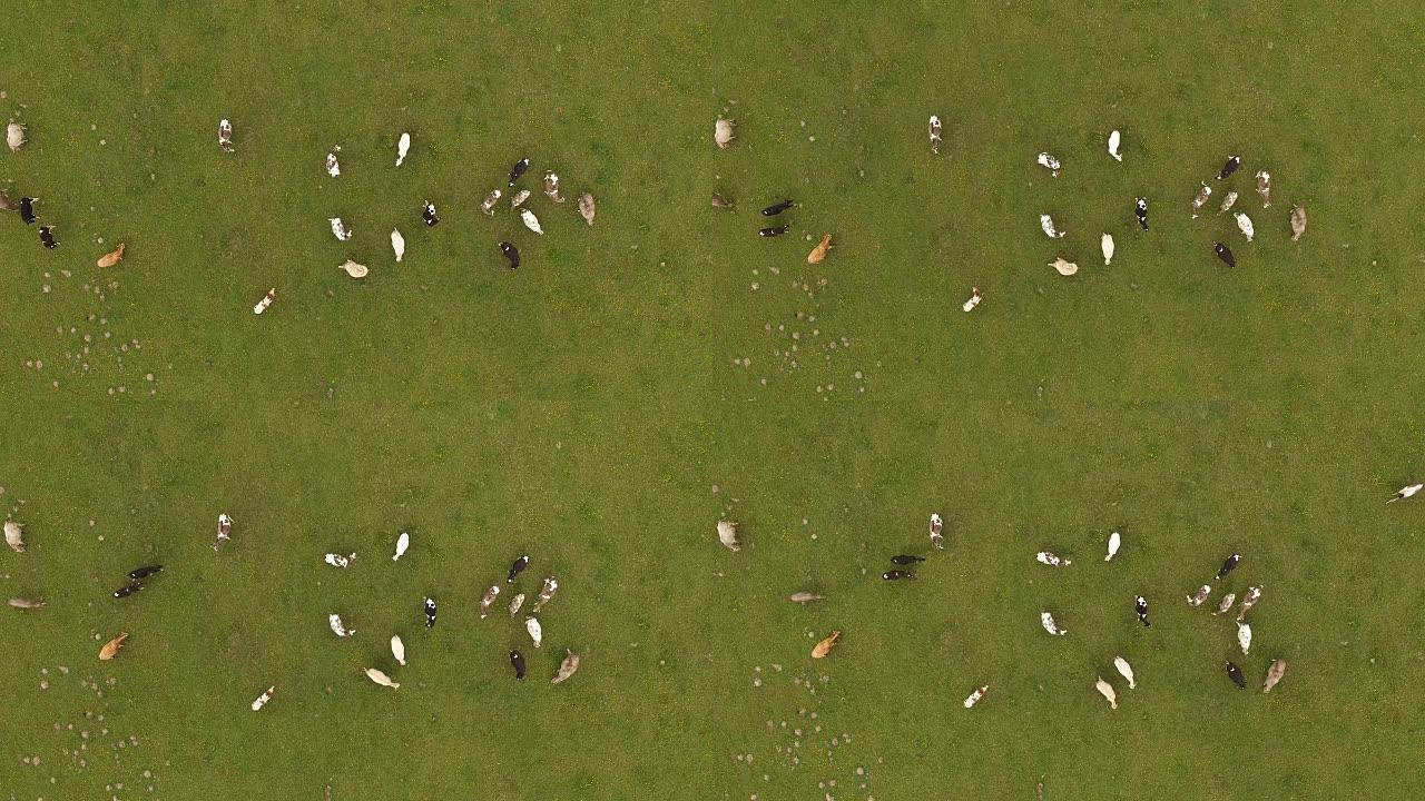 春季绿色牧场上奶牛的鸟瞰图-德国