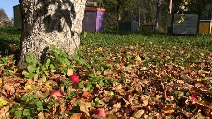 秋天在果园里掉落的红苹果