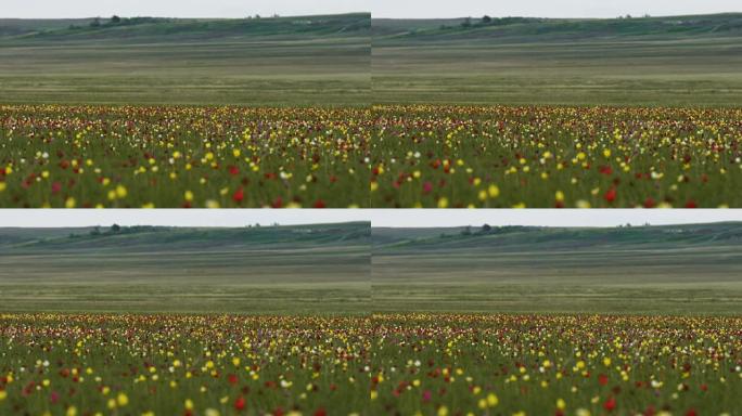 哈萨克斯坦北部，托尔盖草原。背景天空上阳光明媚的草地上的野生郁金香。日出。草原在春天复活。