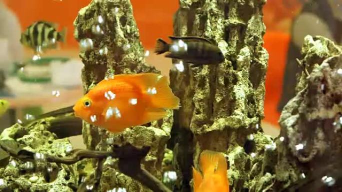 金鱼和黄鱼在水族馆游泳。水泡在背景上冒泡岩石