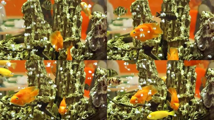 金鱼和黄鱼在水族馆游泳。水泡在背景上冒泡岩石