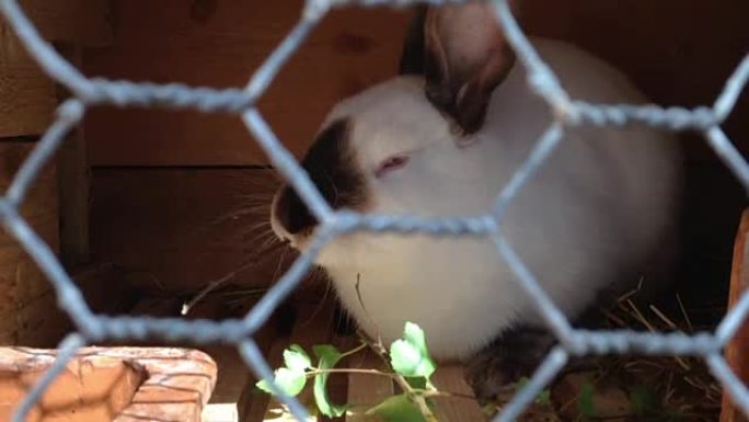 斑兔吃坐在笼子里的桦树叶。