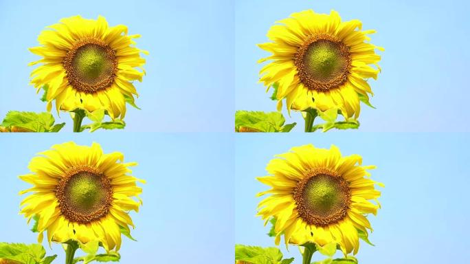 视频向日葵绽放和不起眼的蜜蜂飞翔在蓝天背景上收集花粉