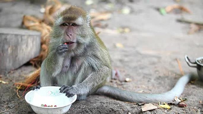 猴子吃猫食